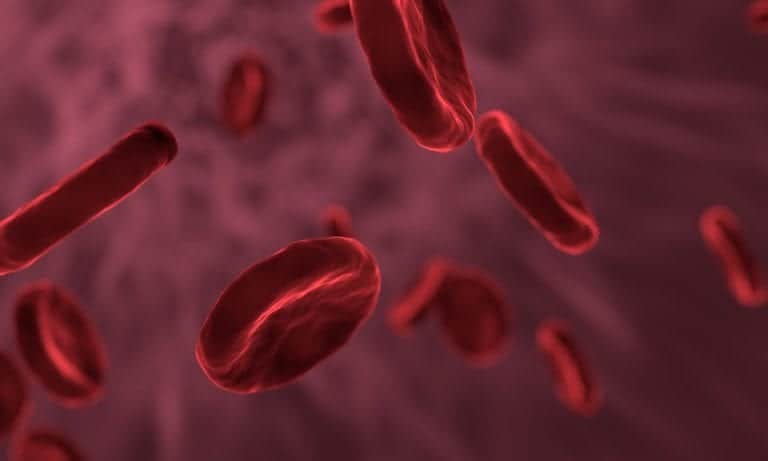 Platelet rich plasma is derived from the patients own blood Platelet rich plasma is derived from the patients own blood
