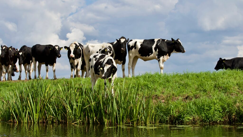 The dairy and meat industries produce food consumables that are high in hormones. The excess may tip the hormonal balance in males in favor of greater estrogen concentrations within the body The dairy and meat industries produce food consumables that are high in hormones. The excess may tip the hormonal balance in males in favor of greater estrogen concentrations within the body
